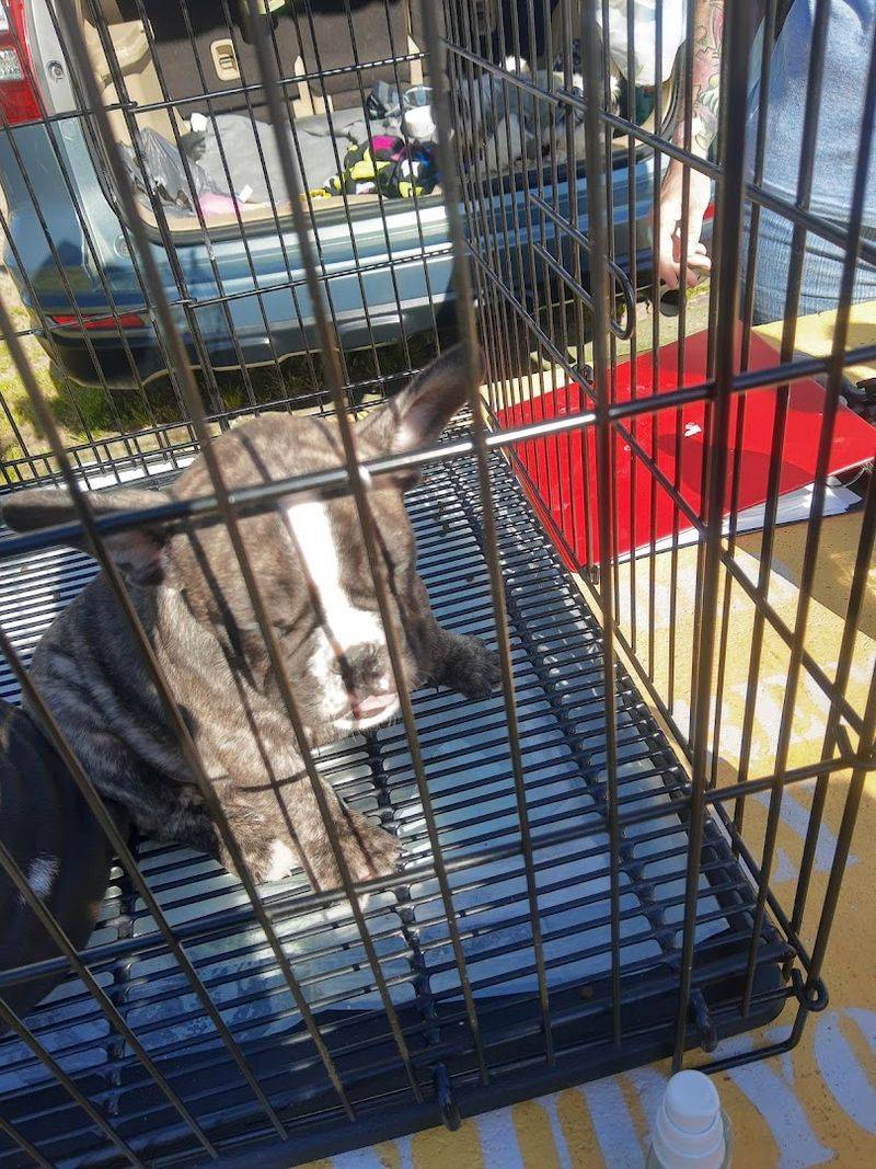 Animals, Pets, and Pet Alley