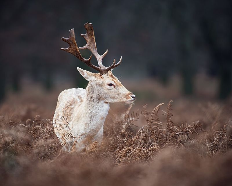 Antigua and Barbuda: The Fallow Deer Antigua and Barbuda: The Fallow Deer
