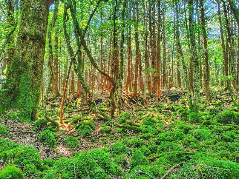 Aokigahara Forest - Japan Aokigahara Forest - Japan