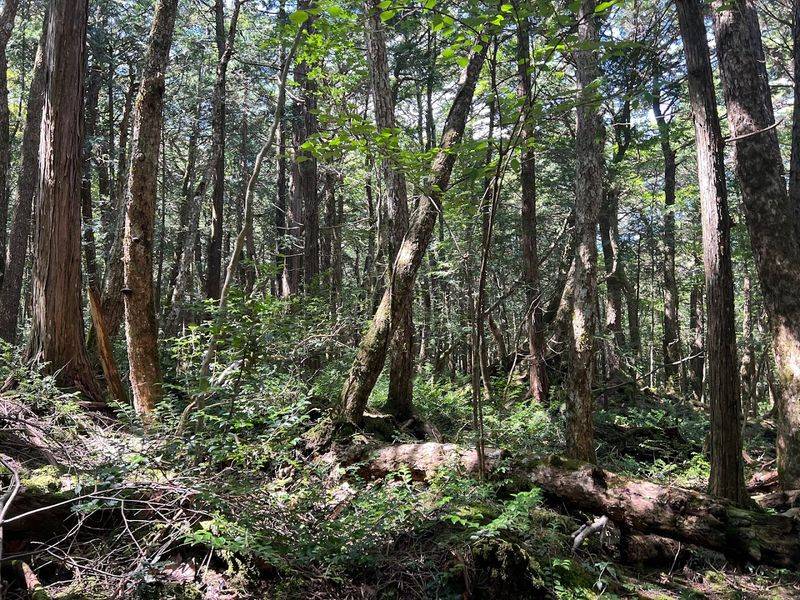 Aokigahara Forest, Yamanashi Prefecture, Japan Aokigahara Forest, Yamanashi Prefecture, Japan