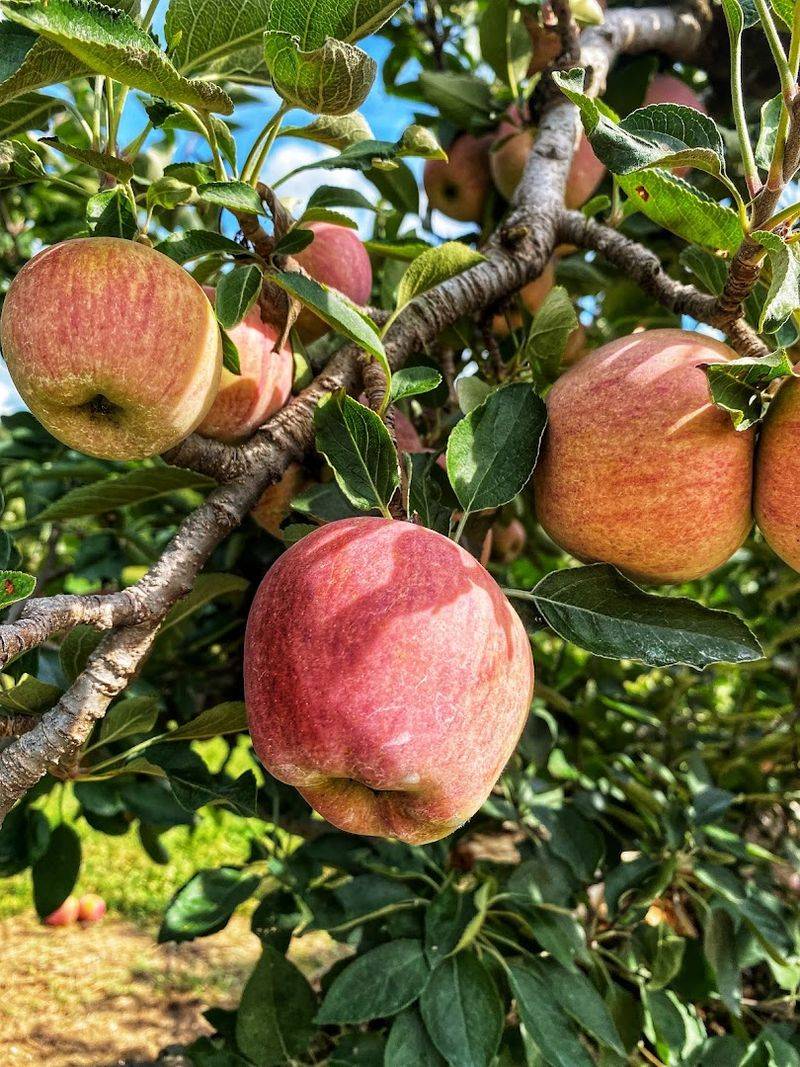 Apple Picking Season: Bags Full and Smiles Wider Apple Picking Season: Bags Full and Smiles Wider