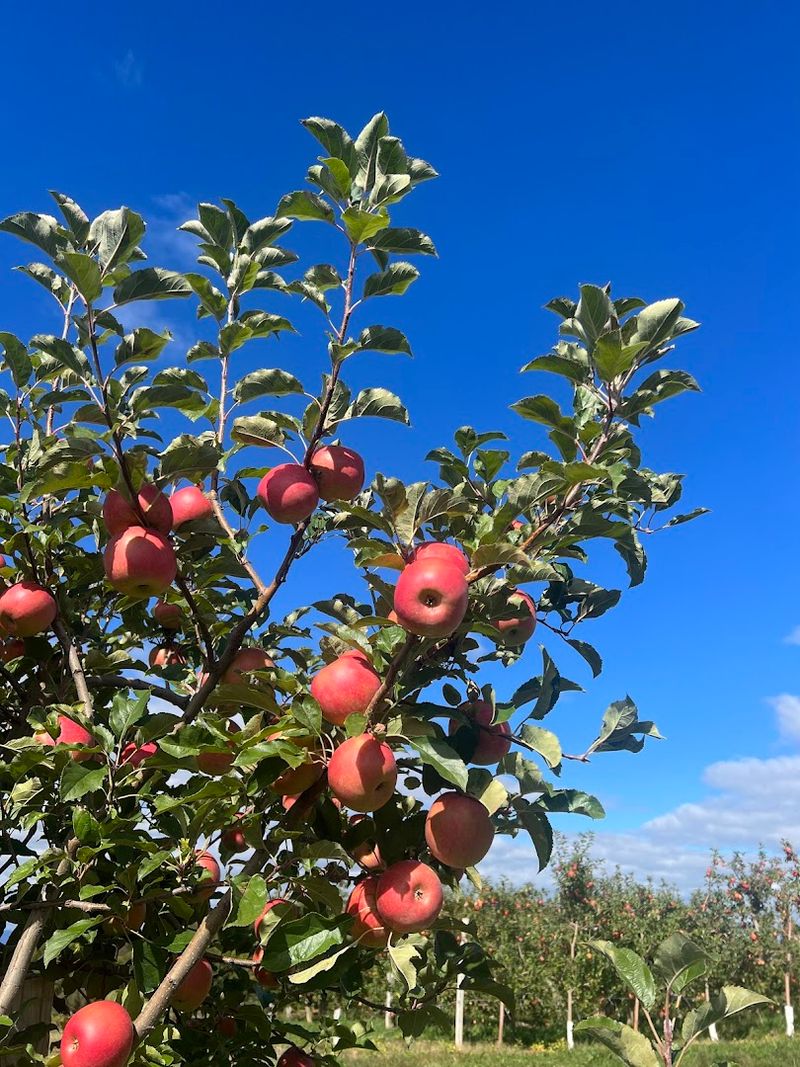 Apple Varieties Worth Planning Your Trip Around