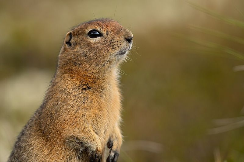 Arctic Ground Squirrels Survive Extreme Freezing Arctic Ground Squirrels Survive Extreme Freezing