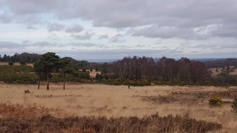 Ashdown Forest, England