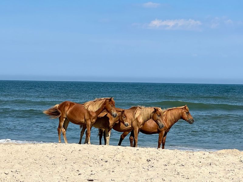 Assateague Island National Seashore, Maryland and Virginia Assateague Island National Seashore, Maryland and Virginia