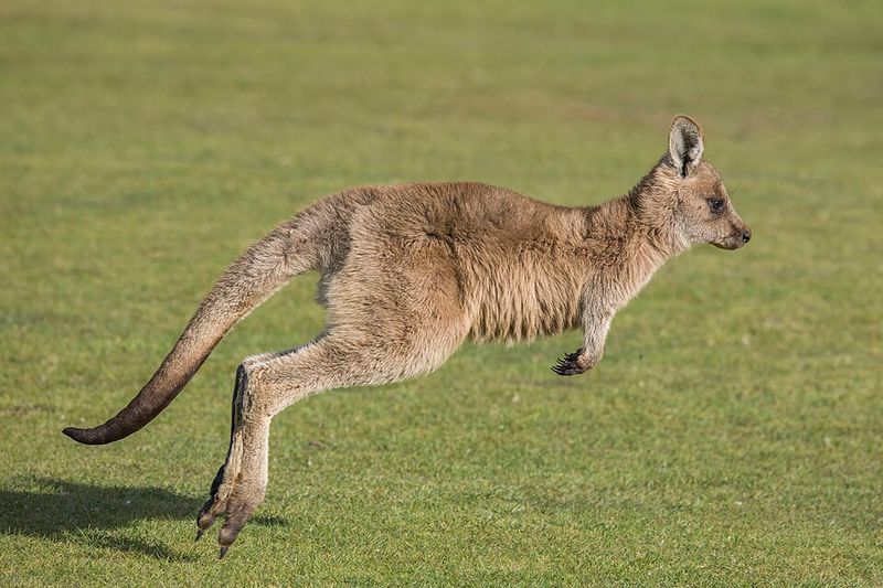 Australia: The Kangaroo Australia: The Kangaroo