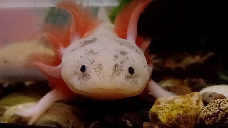 Axolotls Regrow Entire Limbs Axolotls Regrow Entire Limbs