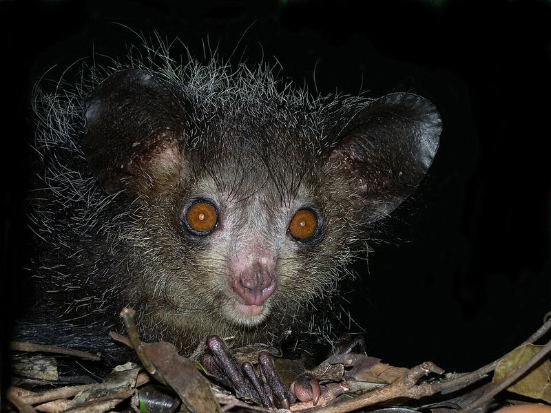 Aye-Aye Aye-Aye