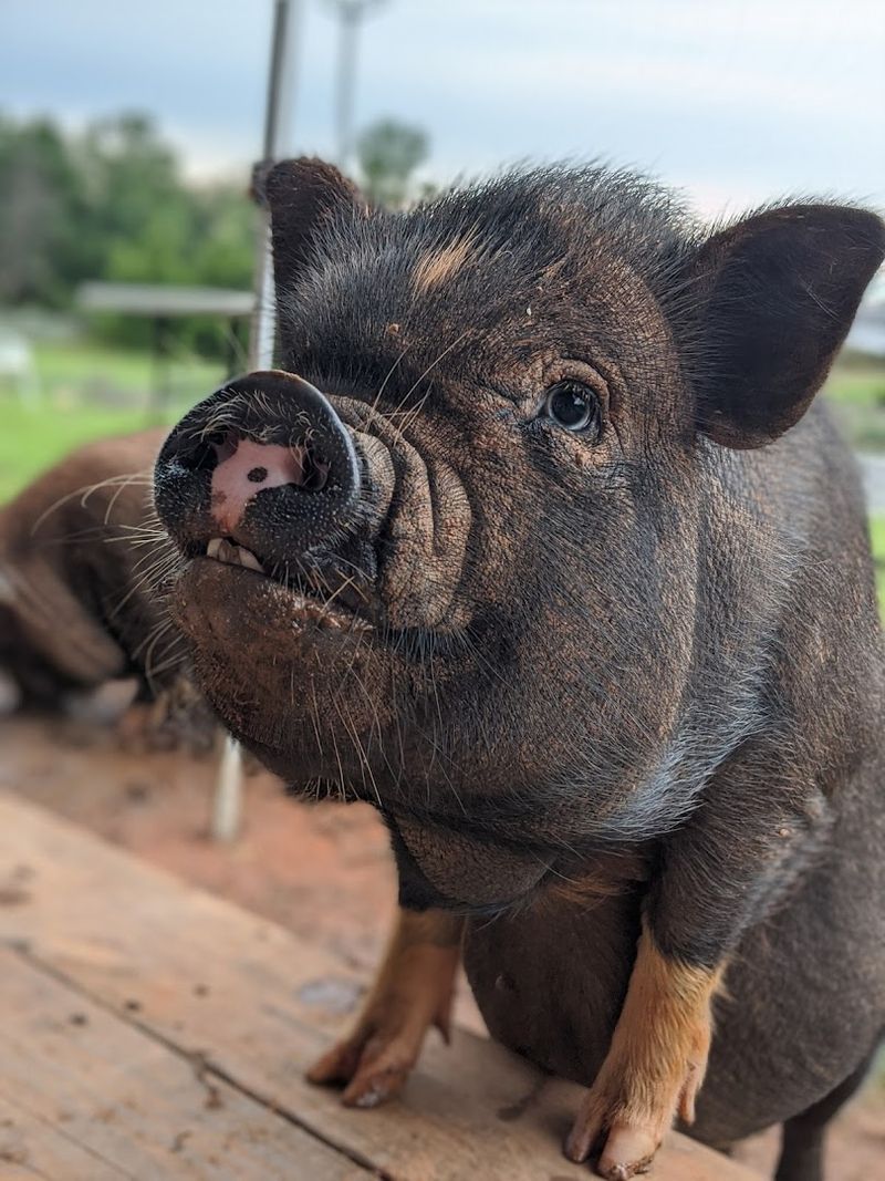 Baby Pigs, Goats, and the Petting Zoo That Steals Every Show