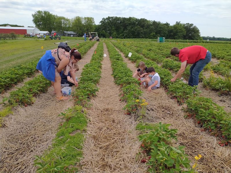 Backwoods Berry Farm — Hettick, Illinois