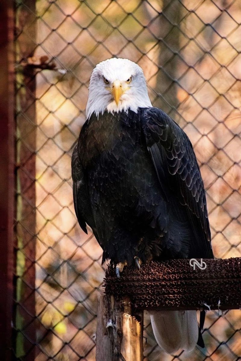 Bald Eagles Up Close: An Encounter That Stays With You
