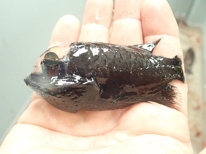 Barreleye Fish Barreleye Fish