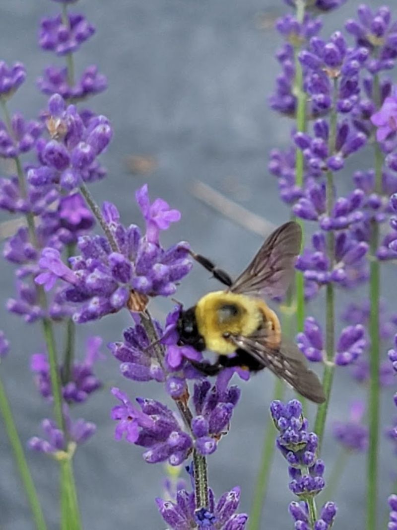 Bees, Blooms, and a Surprisingly Peaceful Coexistence Bees, Blooms, and a Surprisingly Peaceful Coexistence