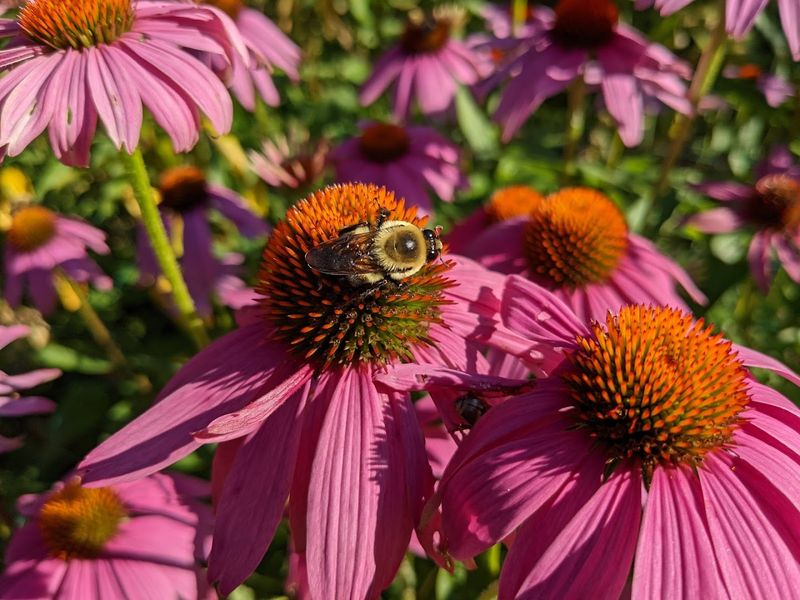 Bees, Butterflies, and Birds Are Part of the Design Plan Bees, Butterflies, and Birds Are Part of the Design Plan