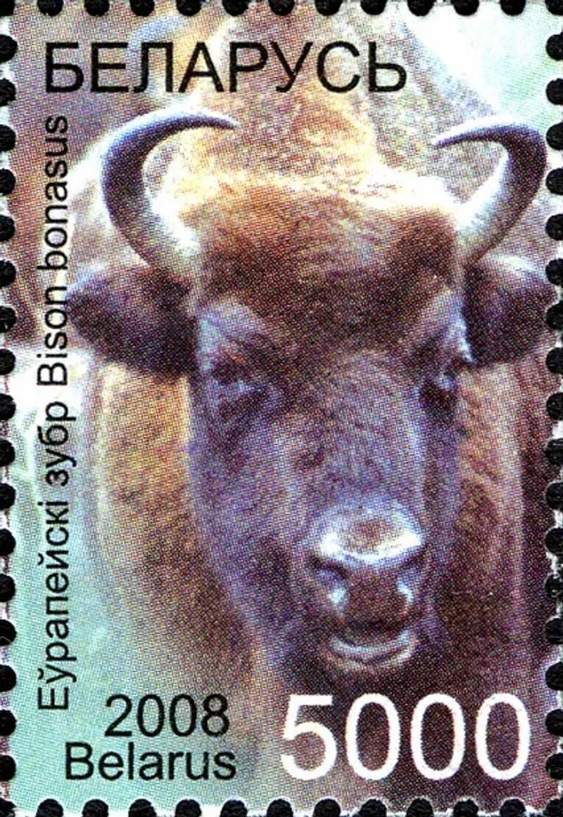 Belarus: The European Bison Belarus: The European Bison