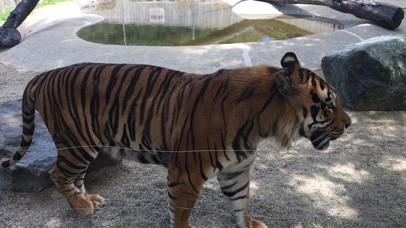 Bengal Tigers and Big Cats Up Close Bengal Tigers and Big Cats Up Close