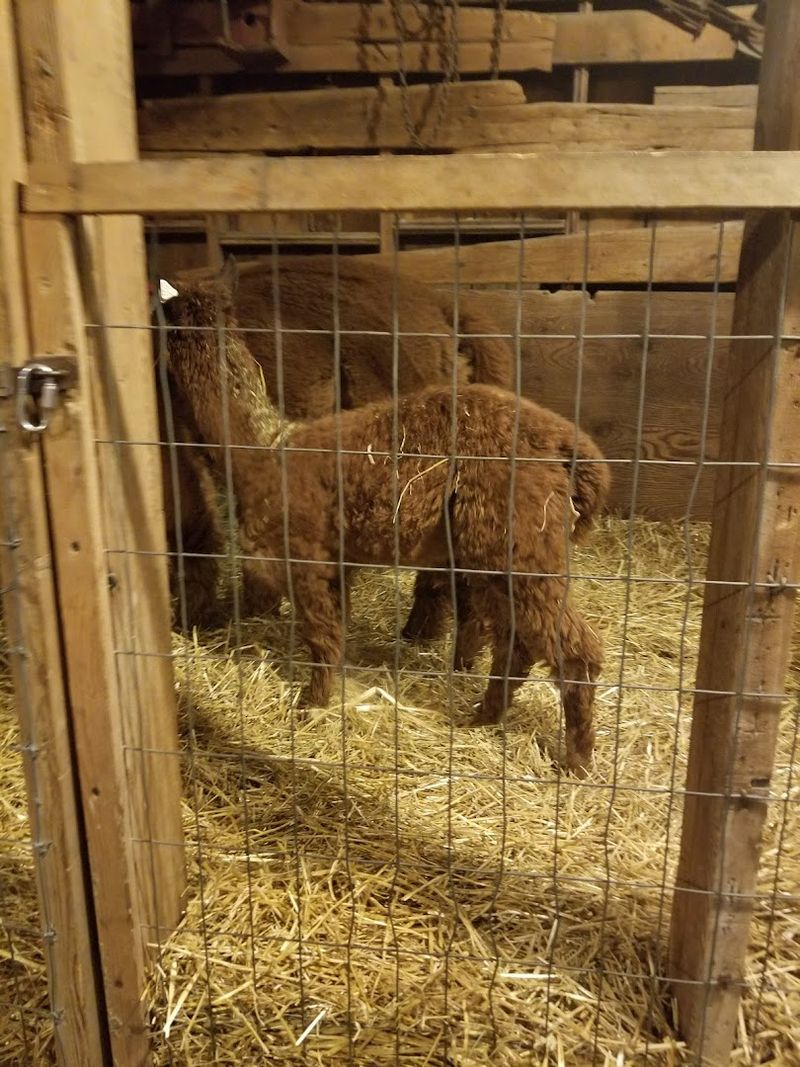 Bengtson's Pumpkin Farm and Fall Fest — Homer Glen, Illinois