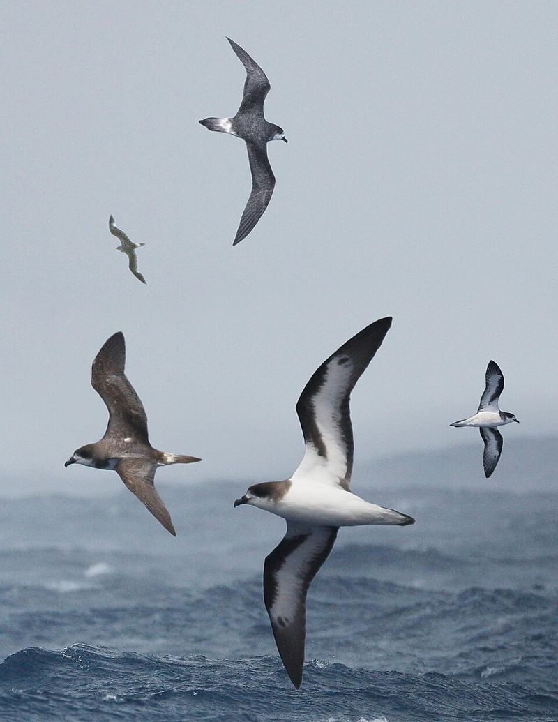 Bermuda: The Bermuda Petrel Bermuda: The Bermuda Petrel
