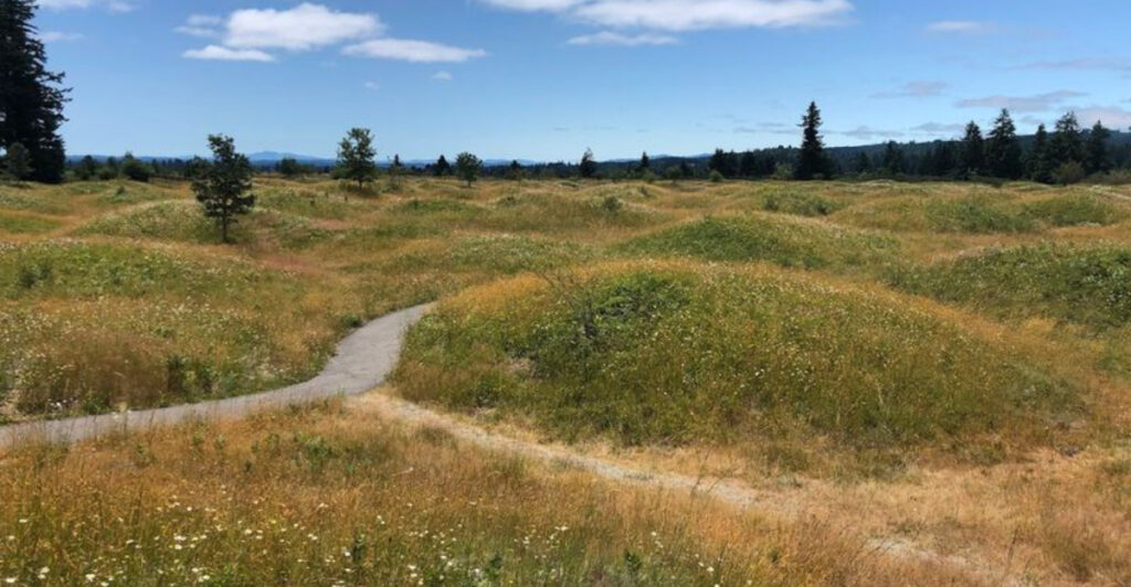 Between Two Volcanoes, A Washington Prairie Hides Hundreds Of Rounded Mounds