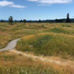 Between Two Volcanoes, A Washington Prairie Hides Hundreds Of Rounded Mounds