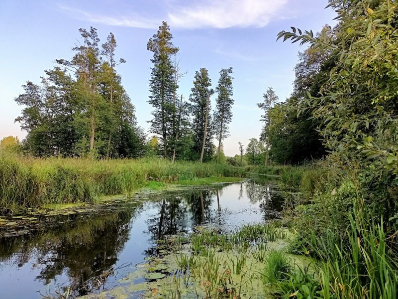 Białowieża Forest, Białowieża, Podlaskie, Poland