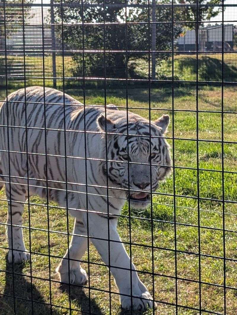 Big Cats Up Close Big Cats Up Close
