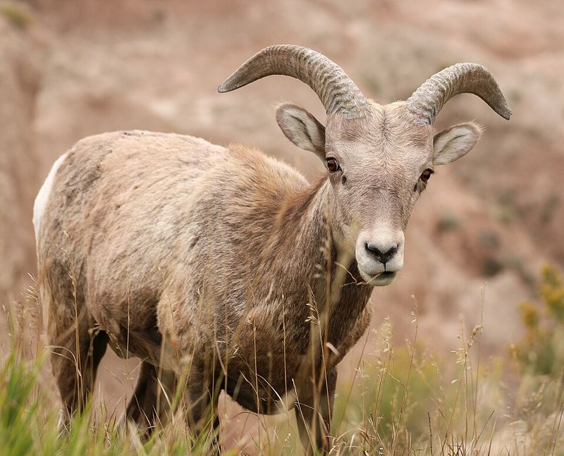 Bighorn Sheep
