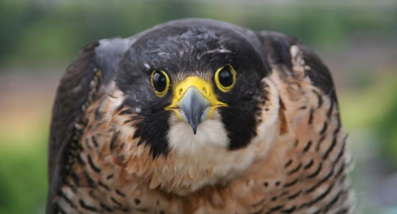Bird Alliance of Oregon Wildlife Care Center, Portland, Oregon Bird Alliance of Oregon Wildlife Care Center, Portland, Oregon