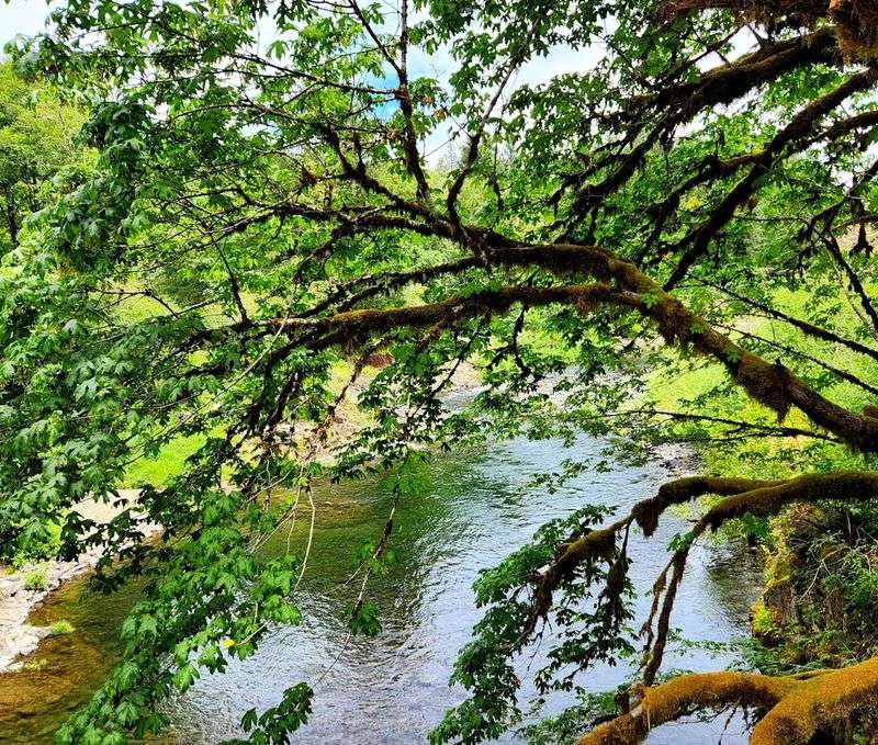 Birding and Wildlife: What Lives in These Woods Birding and Wildlife: What Lives in These Woods
