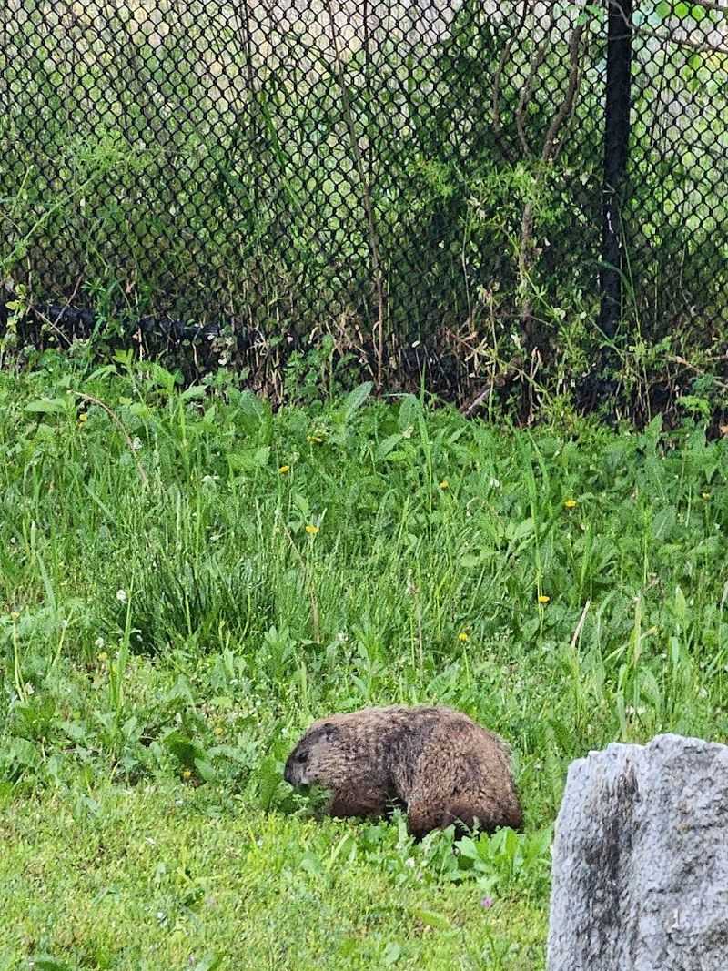 Birdwatching, Wildlife, and Unexpected Natural Encounters