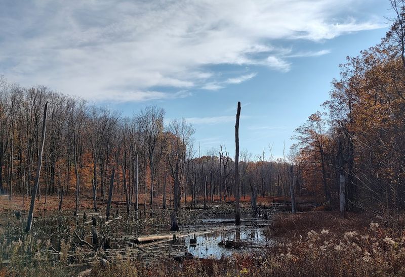 Birdwatching and Wildlife Along the Trails