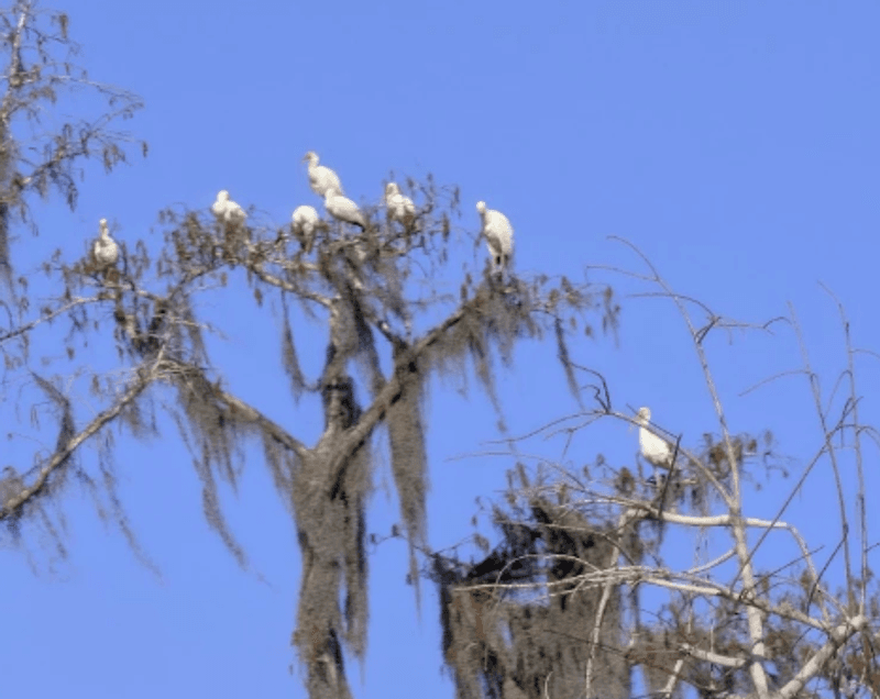Birdwatching in a Place That Birds Call Home Birdwatching in a Place That Birds Call Home