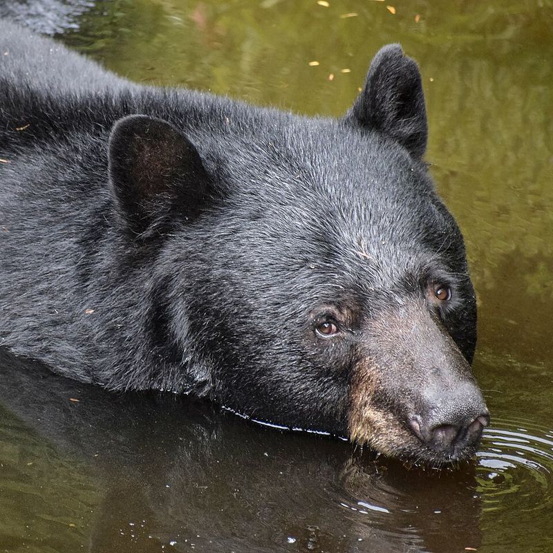 Black Bear
