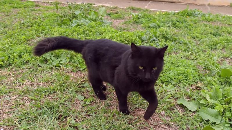 Black Cats Are Omens of Misfortune