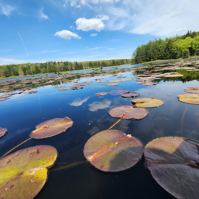Black Moshannon State Park, Philipsburg, Pennsylvania