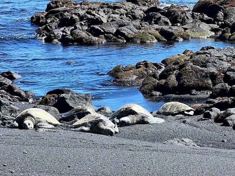 Black Sand Beaches and Sea Turtles: Nature Up Close