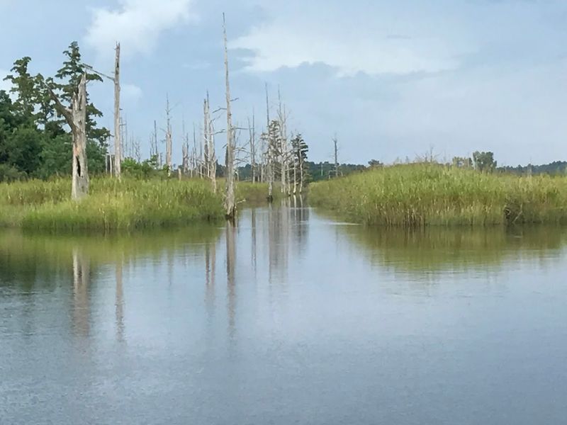 Blackwater Swamps and Cypress Forests Blackwater Swamps and Cypress Forests