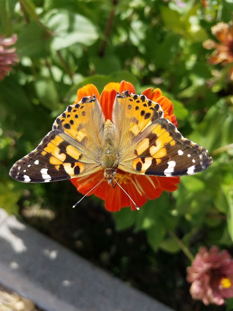 Blooms, Butterflies, and the Sound of Quiet Blooms, Butterflies, and the Sound of Quiet