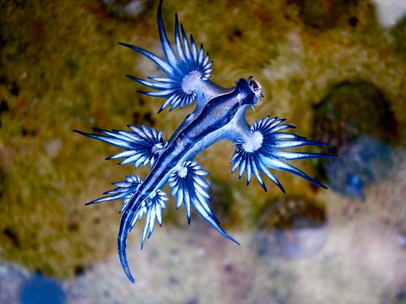 Blue Dragon Sea Slug Blue Dragon Sea Slug