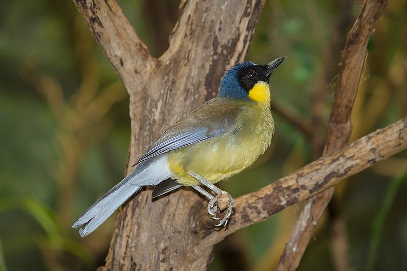 Blue-crowned Laughingthrush (China)