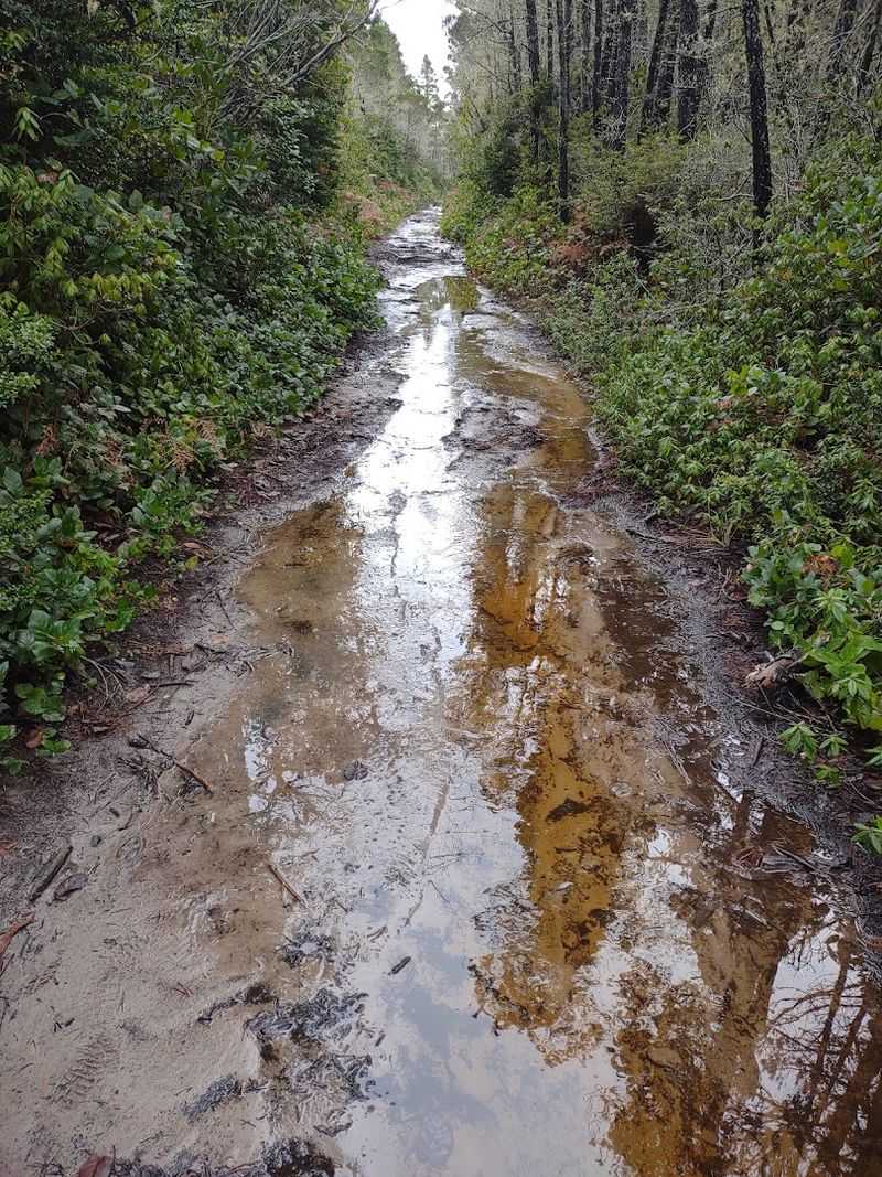 Boardwalks Over Mud: Smart Trail Engineering Boardwalks Over Mud: Smart Trail Engineering