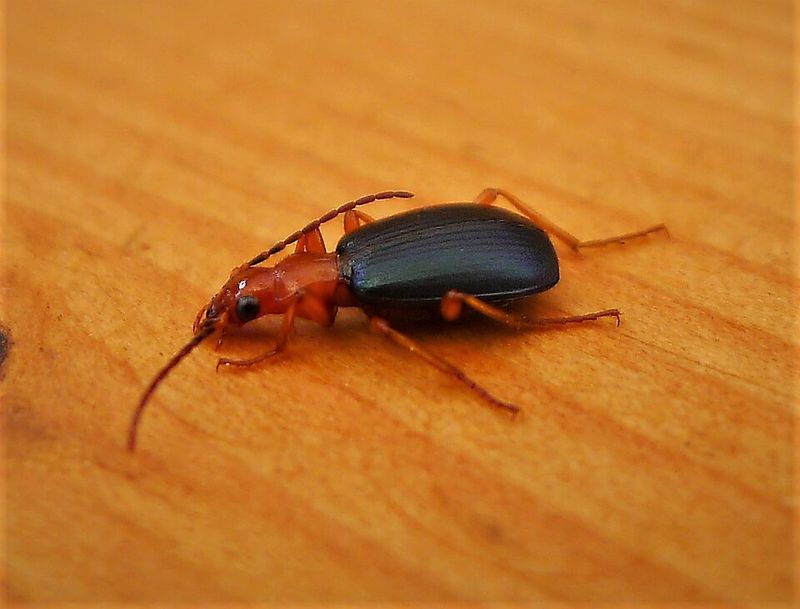 Bombardier Beetles Create Explosions Bombardier Beetles Create Explosions