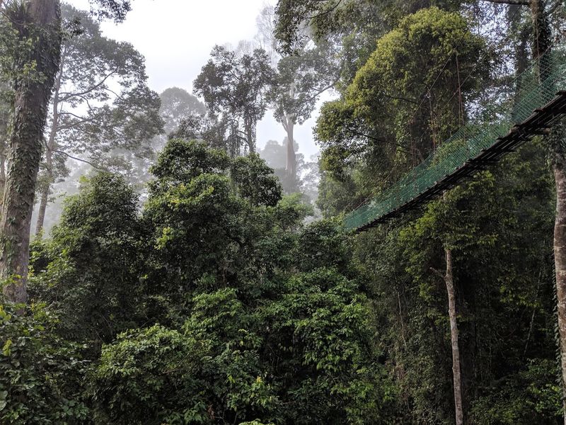 Borneo Rainforest, Malaysia and Indonesia Borneo Rainforest, Malaysia and Indonesia