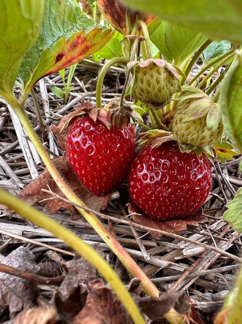 Braffet Berry Farm & Orchard — Carlock, Illinois