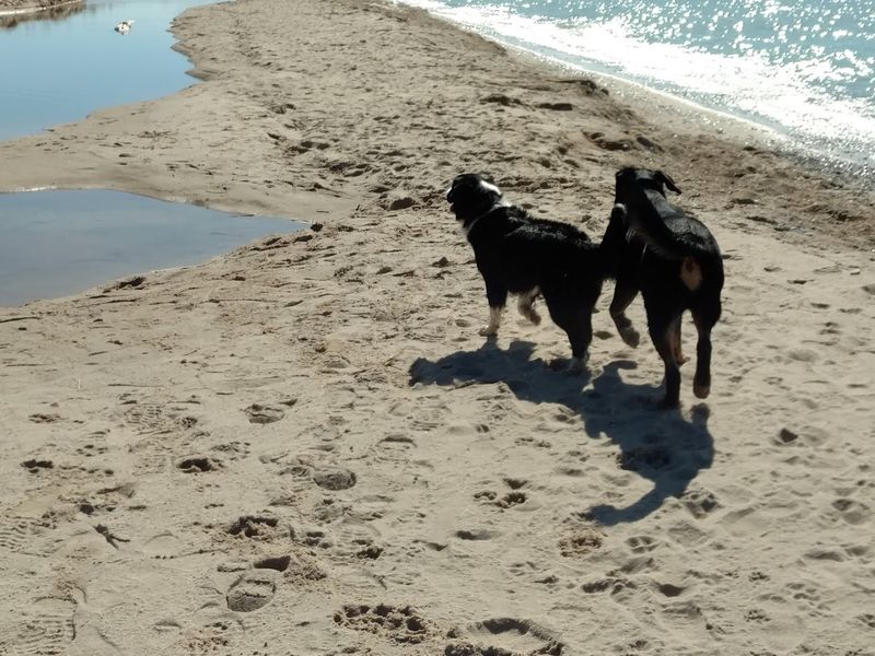 Bringing Your Dog Along for the Adventure Bringing Your Dog Along for the Adventure