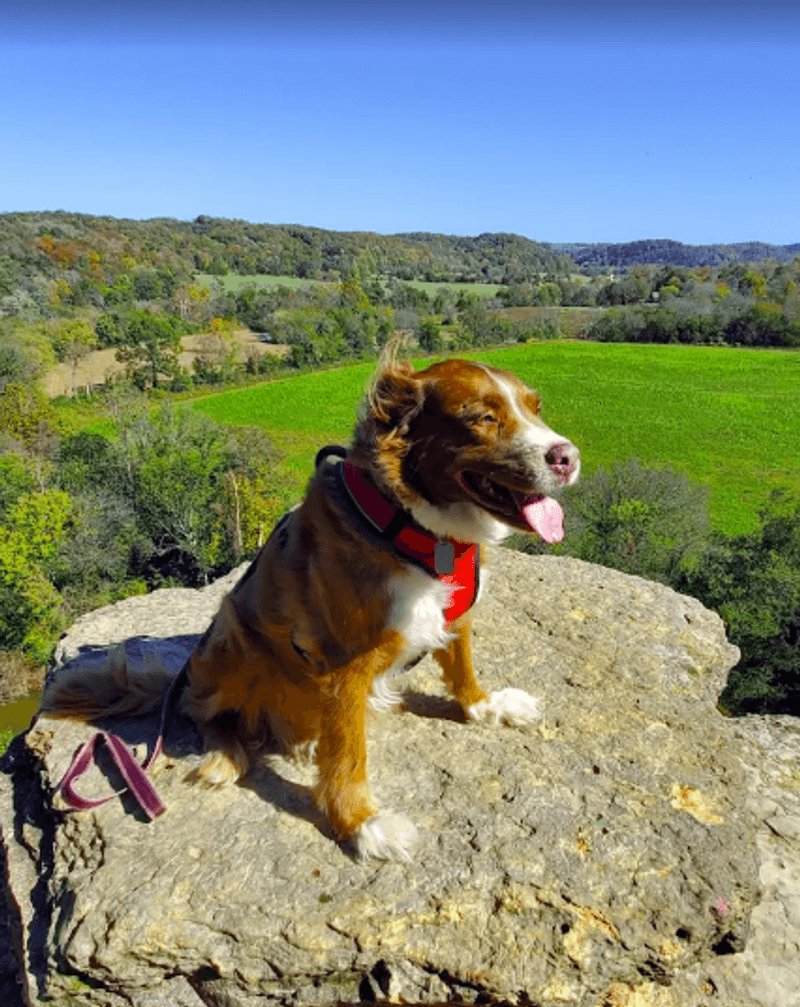 Bringing Your Dog Along for the Hike