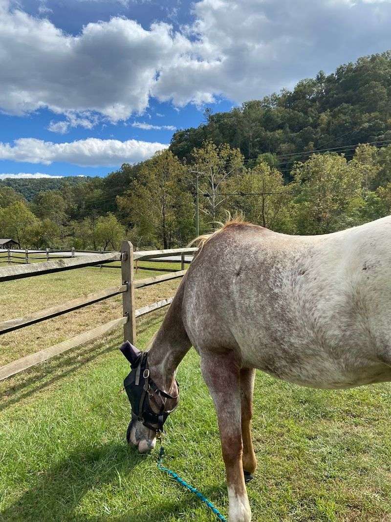 Bringing Your Own Horses: An Equestrian-Friendly Setup