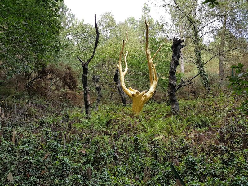 Brocéliande Forest, Brittany, France Brocéliande Forest, Brittany, France