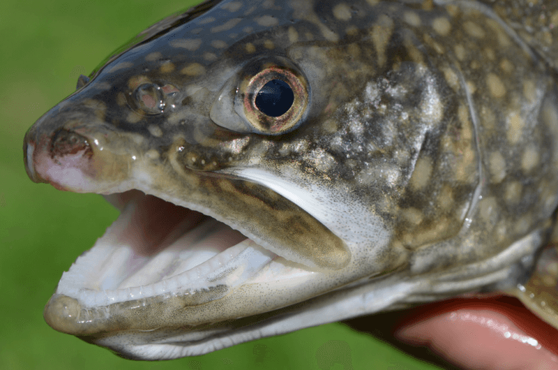 Broiled Lake Trout Broiled Lake Trout