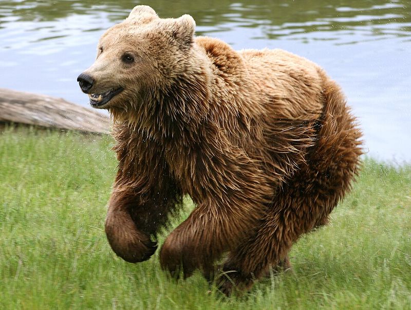 Brown Bear